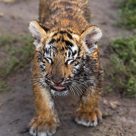 Siberian Zoo Shares A Video Of A Young Tiger Using An Unusual High