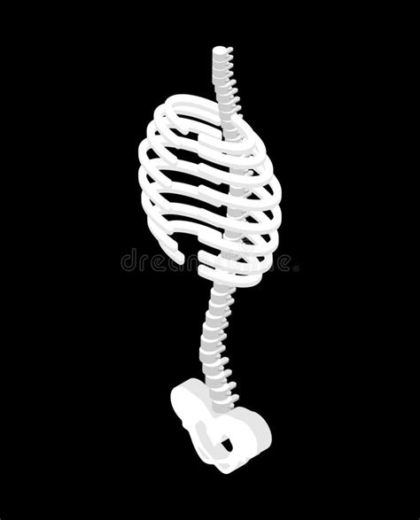 The anatomy of a floating rib. Female Ribcage Skeleton On White. 3D Illustration Stock Illustration - Illustration of healthy ...