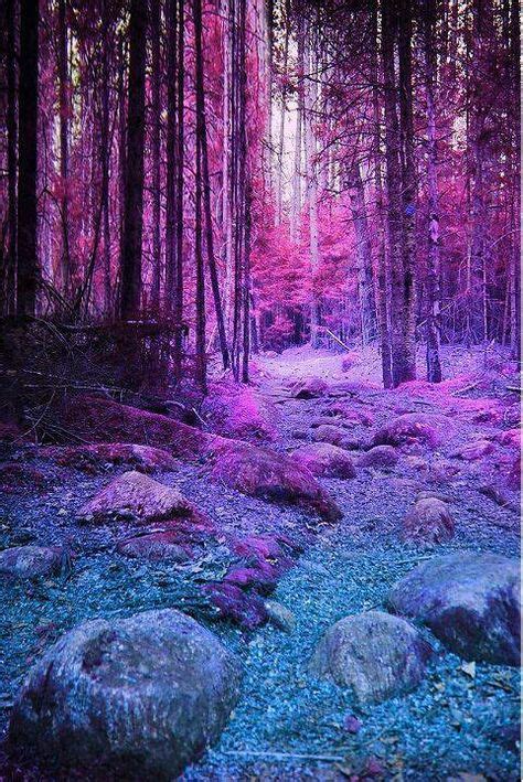 Purple Forest Beautiful Nature Scenery Pretty Pictures