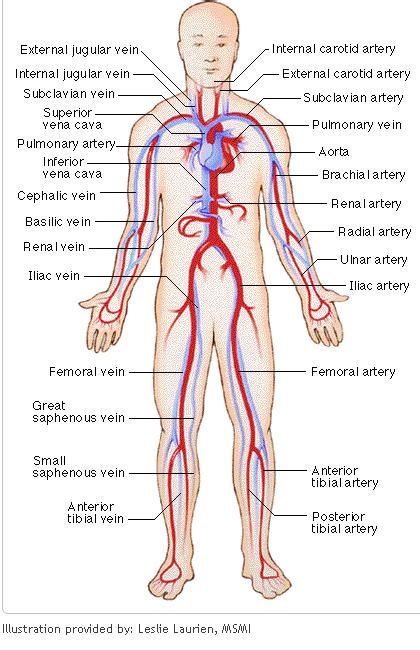 The radial artery is a major artery in the human forearm. Dr Will McCarthy's Science Site: Major Arteries and Veins ...