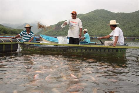 Acuicultura Historia Y Actualidad En México Pesca En Directo