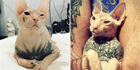 Share Hairless Tattooed Cat Best In Cdgdbentre