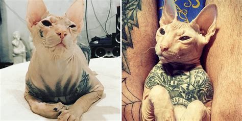 Sphynx Cat Tattoo