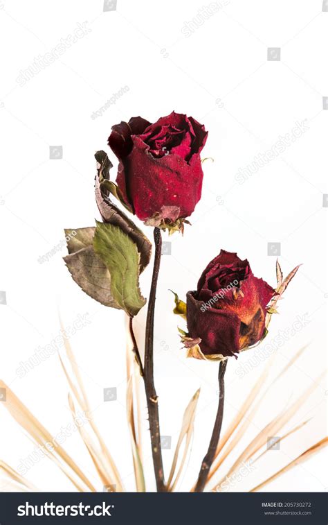 Close Withered Roses On White Background Stock Photo 205730272