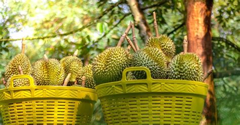 Get the dates and details on the 2019 malaysia durian season so you can plan the perfect durian trip. Malaysia's durian exporters see spike in demand from China ...