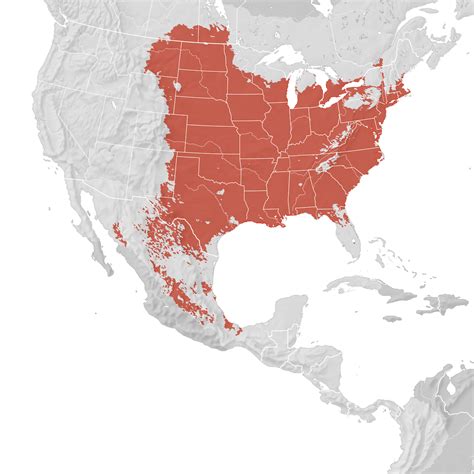 Orchard Oriole Range Map Breeding Ebird Status And Trends