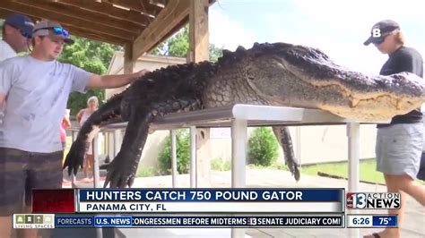 750 Pound Gator Caught In Florida Youtube