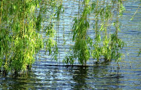 Weeping Willow Planting Pruning And Advice On Caring For It