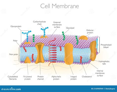 Detailed Diagram Models Of A Cell Membrane Vector Illustration Stock