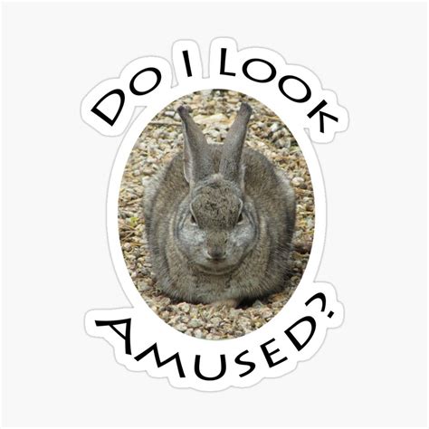 Do I Look Amused Large Grumpy Bunny Sticker By Natureinfocus Grumpy