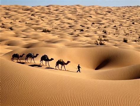 This video is a brief introduction to the sahara desert. Sahara Desert - Map, Location, Animals, Oasis, History, Quick Facts
