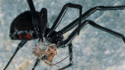 Male and female black widows look different. Poisonous Black Widow spider discovered in camper van ...