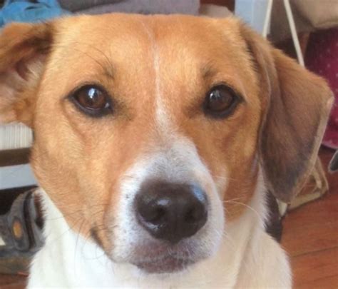 Suivez l'évolution de l'épidémie de coronavirus / covid19 en france département. Bonzo croisé Jack Russell/ fox Terrier/ teckel 5 ans ...