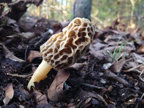 Mushroom Hunting In Wisconsin Sciencing 41 Off