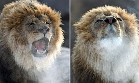 Lion Unimpressed With The Freezing Cold Air Lets Out