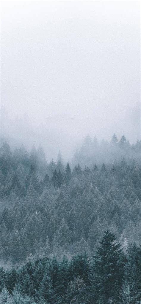 Foggy Icy Green Pine Trees Scenery Iphone Se Wallpapers Free Download