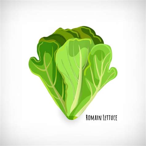 700 Romaine Lettuce Illustrations Royalty Free Vector Graphics And Clip