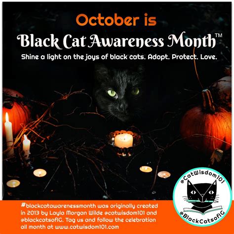 Our Cat Black Cat Awareness Holiday Is Official Cat Wisdom 101