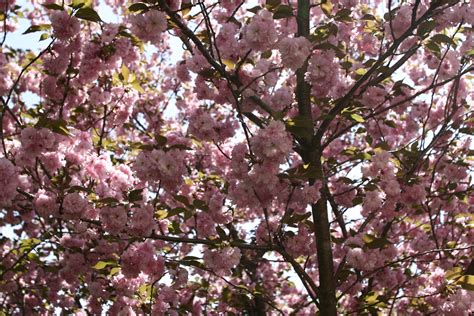 Spring Pink Flower Tree Trees Free Nature Pictures By Forestwander