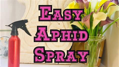 How To Make Aphid Spay At Home For Free Diy Homemade