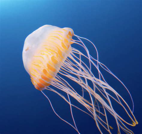 Are Jellyfish Omnivores Herbivores Or Carnivores Answered