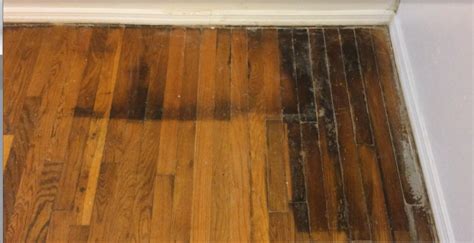 Thatchicknyc How To Remove Black Urine Stains From Hardwood Floors