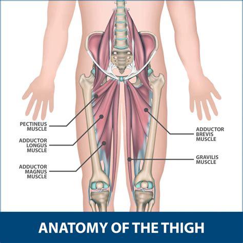 Groin Strain Motus Physical Therapy