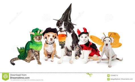 Row Of Cats And Dogs In Halloween Costumes Stock Photo Image Of
