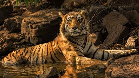 Tigers And Leopards Of Asia Natural World Safaris