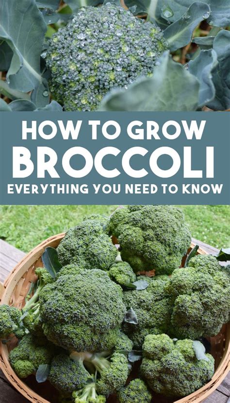 How To Grow Broccoli Easy Beginners Guide