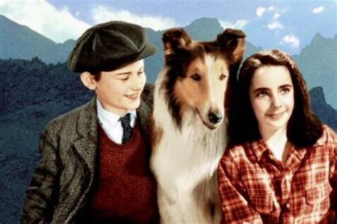 Lassie Come Home Vpro Cinema Vpro
