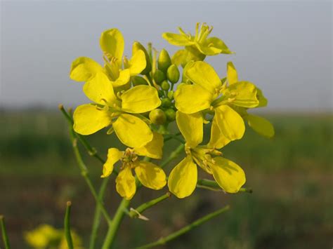 Indian Mustard Flower Project Noah