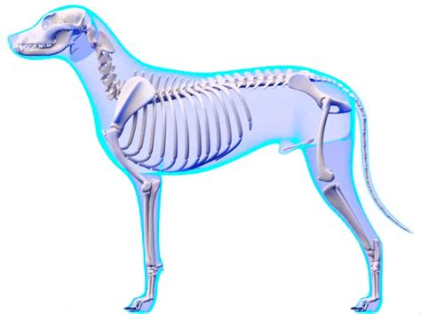 ¿cómo Se Llaman Los Huesos De Los Perros Anatomía Canina