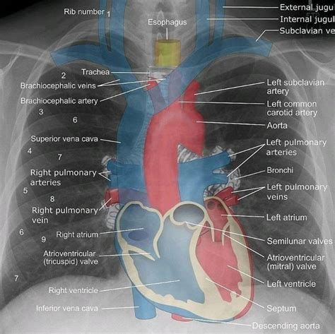 Position Of Heart 💓 Medical Anatomy Radiology Student Medical Knowledge