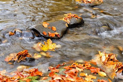 Mountain River In The Autumn Forest Stock Photo Image Of Orange