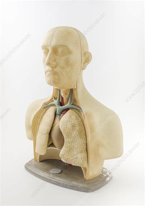 Anatomical Model Of Head And Upper Torso Stock Image C0466664