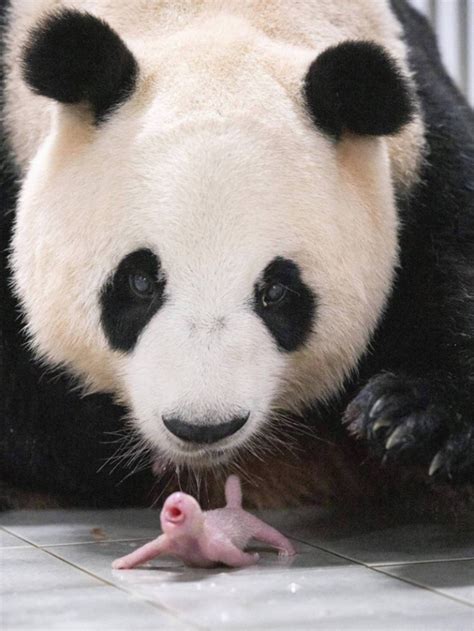 Raro Nascimento De Pandas Gêmeos Encanta Zoológico Na Coreia Do Sul