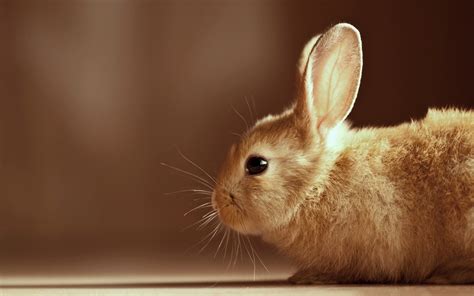 Brown Bunny Rabbit Cute Hd Desktop Wallpapers 4k Hd