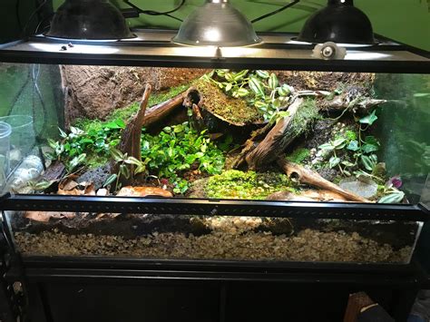 I Remade The Dart Frog Tank Again Vivarium
