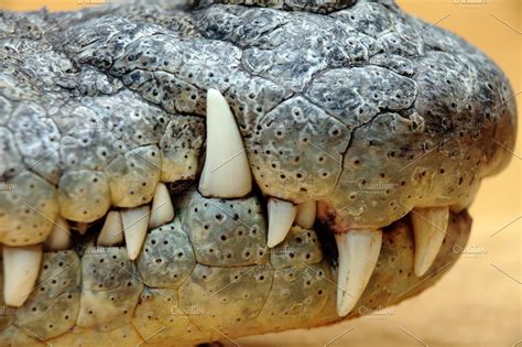 Crocodile Teeth High Quality Animal Stock Photos Creative Market