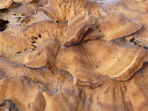 Fungus On Tree Stump In Sturton © Alan Murray Rust Cc By Sa20