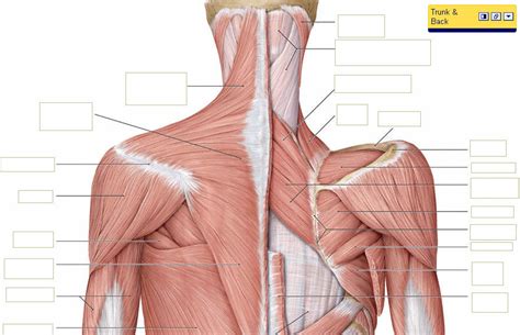 Neck And Shoulder Muscles Diagram Quizlet