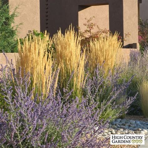 Karl Foerster Feather Reed Grass Calamagrostis