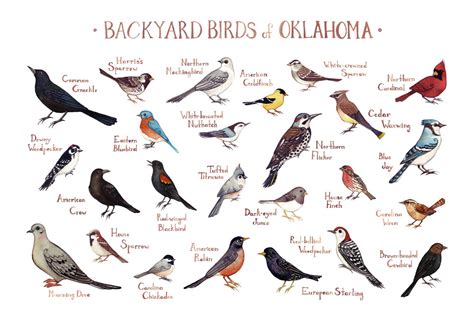 The common name and the scientific name (according to the latest american ornithologists' union checklist and supplements). Oklahoma Backyard Birds Field Guide Art Print / Watercolor