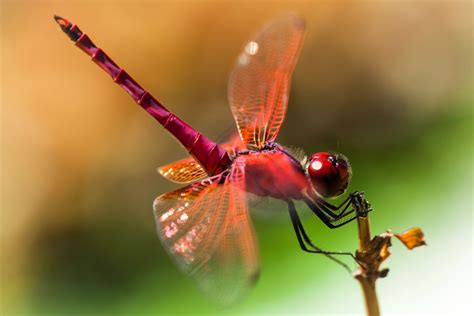 Image Gallery Pretty Dragonflies