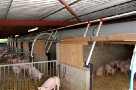 Fans Clean Up Sex Differences In The Pig Pen Farming Uk News