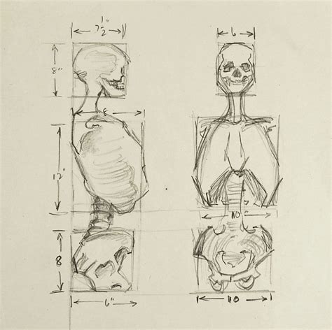 Anatomy Skeleton Study Drawing Artofit