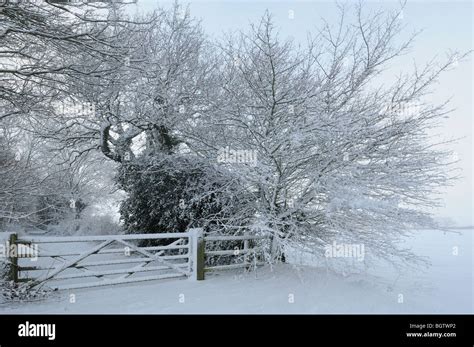 Winter Snow Scene With Farm Gate And Trees Norfolk Uk December Stock