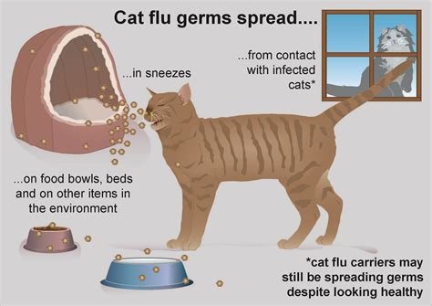 Cat Flu In Kittens Pdsa