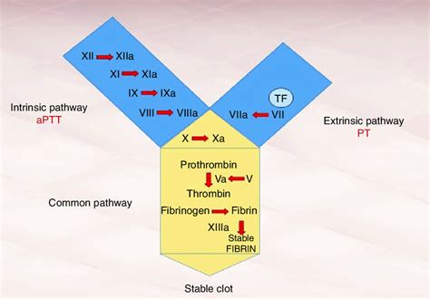 The Coagulation Cascade With Its Intrinsic And Extrinsic Pathway Download Scientific Diagram